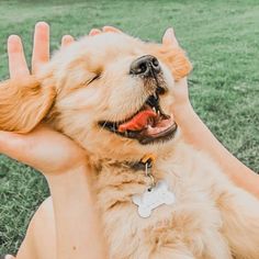 a person holding a small dog in their hand with the grass and trees behind them