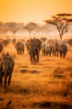 a herd of elephants walking across a dry grass covered field at sunset with trees in the background