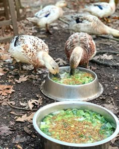 two birds are eating food out of their bowls