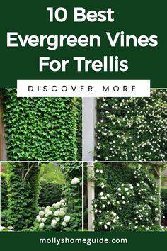 the top 10 best evergreen vines for trelliss to grow in your yard or garden