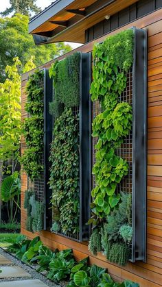 an outdoor garden with green plants growing on the side of a wooden wall and metal planters