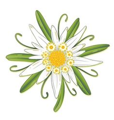 a white flower with yellow centers and green leaves on a white background stock photo - image