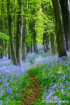 bluebells and trees in the woods near a trail leading through them, with green grass