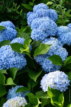 blue flowers with green leaves in the foreground