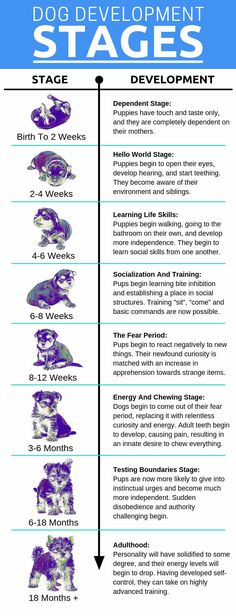 an info sheet showing the stages for dog development in different stages, including stage 1 and 3