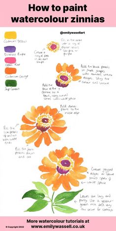 how to paint watercolour zinnias - step by step instructions for beginners