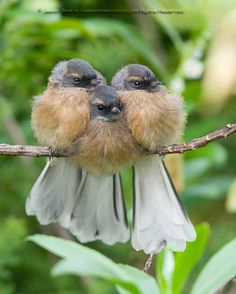 two small birds sitting on top of a tree branch with their beaks touching each other