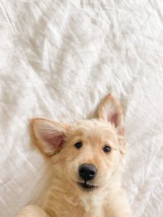 a small dog laying on top of a bed