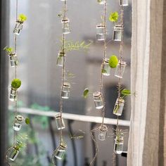 several glass jars with plants growing in them hanging from a window sill next to a curtain