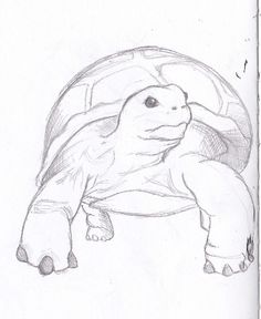 a drawing of a tortoise sitting on top of it's back legs