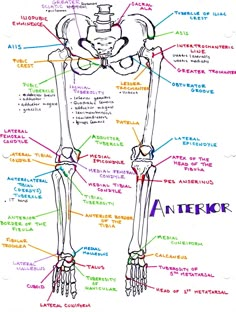 a diagram of the bones and their major functions