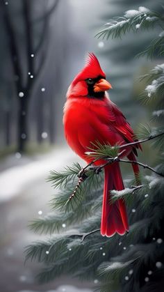 a red bird perched on top of a pine tree branch in the snow covered forest