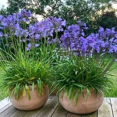 two large vases filled with purple flowers on top of a wooden table