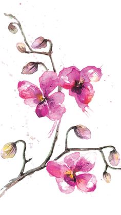 a painting of pink flowers on a white background