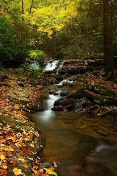 a stream running through a forest filled with lots of leaf covered rocks and trees in the background