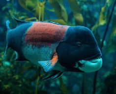 a colorful fish swimming in an aquarium with plants and algaes around it's edges