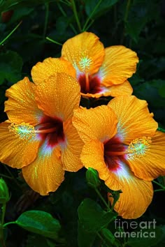 two orange flowers with water droplets on them