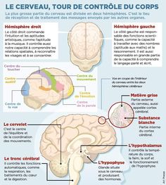 the anatomy of the human brain and its functions in french language, with descriptions on each side