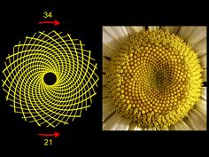 proof of math in nature Golden Ratio In Nature, Fibonacci In Nature, Fibonacci Sequence In Nature, Fibonacci Golden Ratio, Spirals In Nature, Divine Proportion