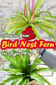 a potted plant with the words how to grow bird nest fern in the right way