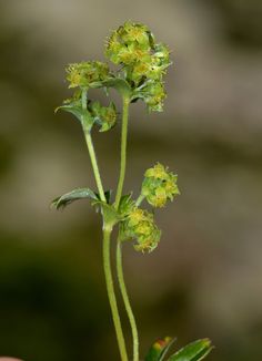 a close up of a plant with yellow flowers in the foreground and blurry background