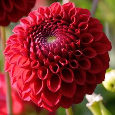 a close up of a red flower with many petals