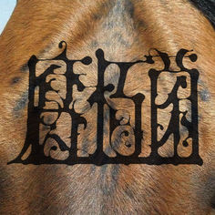 a horse's back with the word hell written in black ink on its side