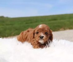 a small brown and white dog laying on top of a fluffy white blanket with grass in the background