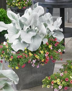 several potted plants with white and pink flowers