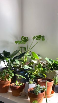 several potted plants on a table in front of a white wall and windowsill