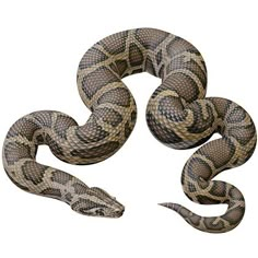 a large snake is curled up and ready to be eaten by another snake on a white background