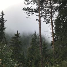 trees and fog in the mountains on a cloudy day