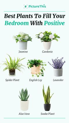 the best plants to fill your bedroom with positiveness and energy in each potted plant