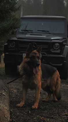 a german shepherd dog standing in front of a black truck