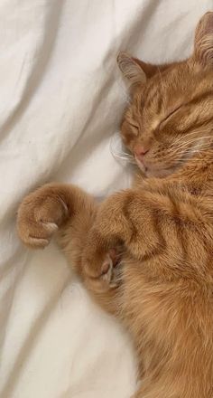 an orange cat sleeping on top of a white sheet