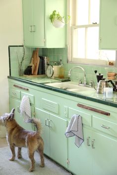 a dog standing in front of a kitchen sink next to a counter top with dishes and utensils on it