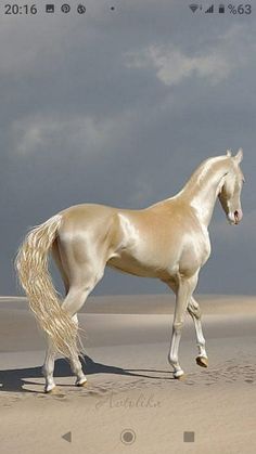 a white horse standing on top of a sandy beach next to the ocean with dark clouds in the background