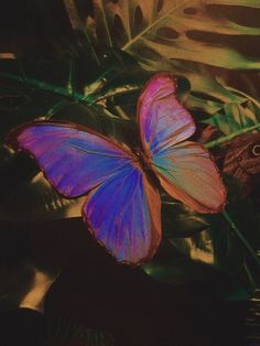 two butterflies sitting on top of green leaves