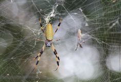 a yellow and black spider sitting on its web