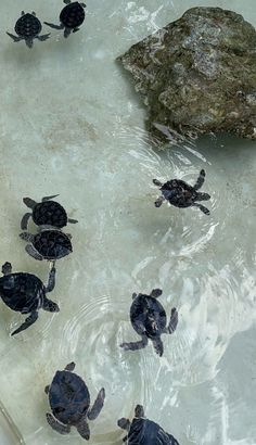 several baby turtles are swimming in the water