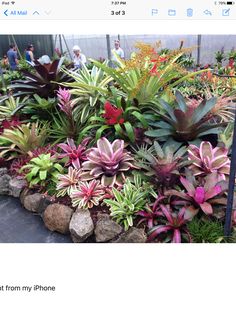 a bunch of plants that are in a planter next to rocks and gravel on the ground