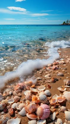 seashells on the beach with clear blue water