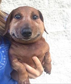 a woman holding a brown dog in her arms