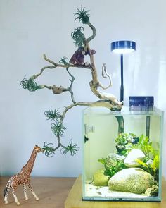 a small giraffe standing next to an aquarium with plants and rocks in it