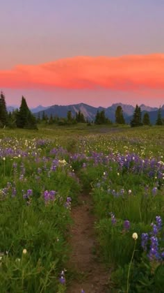 a field with purple flowers and trees in the background at sunset or dawn, as well as a trail leading through it