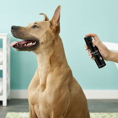 a brown dog sitting on top of a rug next to a person holding an electric hair dryer