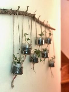 there are many glass vases with plants in them hanging from a branch on the wall