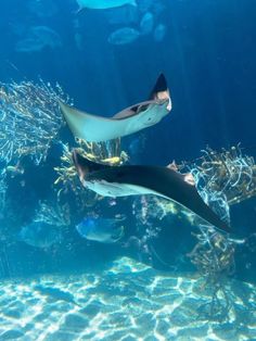 two large fish swimming in an aquarium next to some corals and other marine life