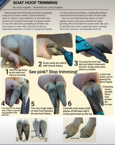 instructions on how to use the gait hoof trimming tool for bird feet