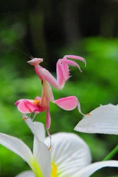 a pink and white flower with a praying mantissa on it's back